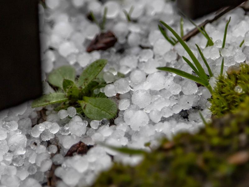 Close up photograph of hailstones on mossy ground with small plants