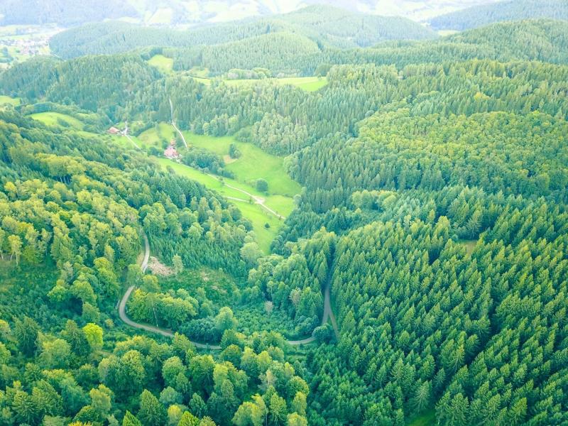 Photograph of a bright forest