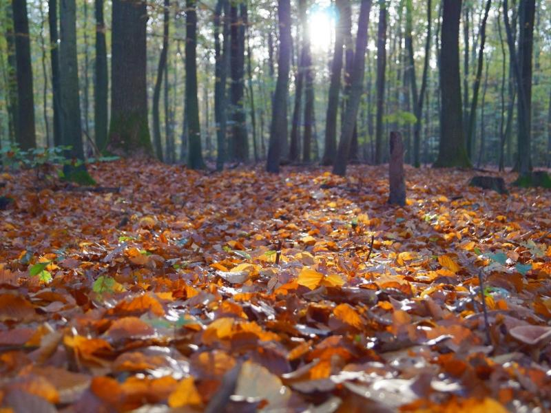 Leaves decomposing into soil