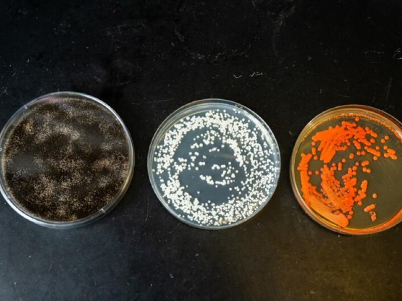 photograph of three petri dishes with microbial growth