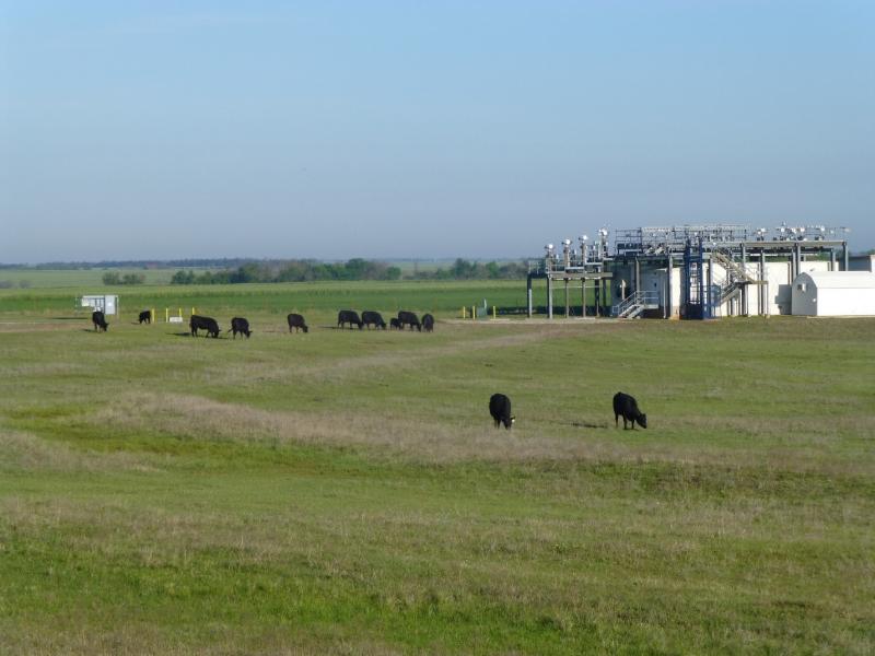 Photograph of field with cows in front of a white building