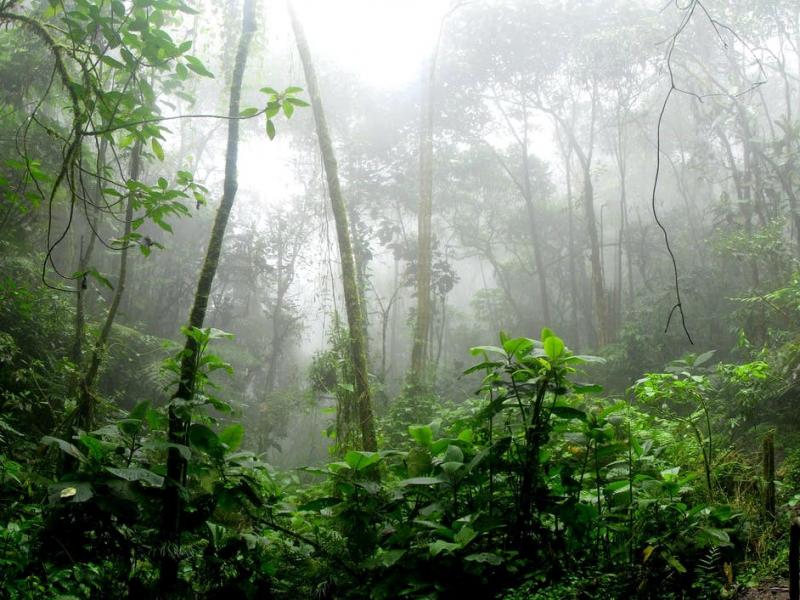 Hazy photo of verdant rainforest