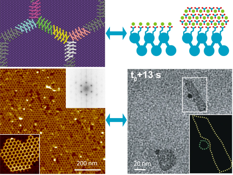 Figure showing protein-material hybrids forming with multiple panels of electron microscope images and simulations of the process