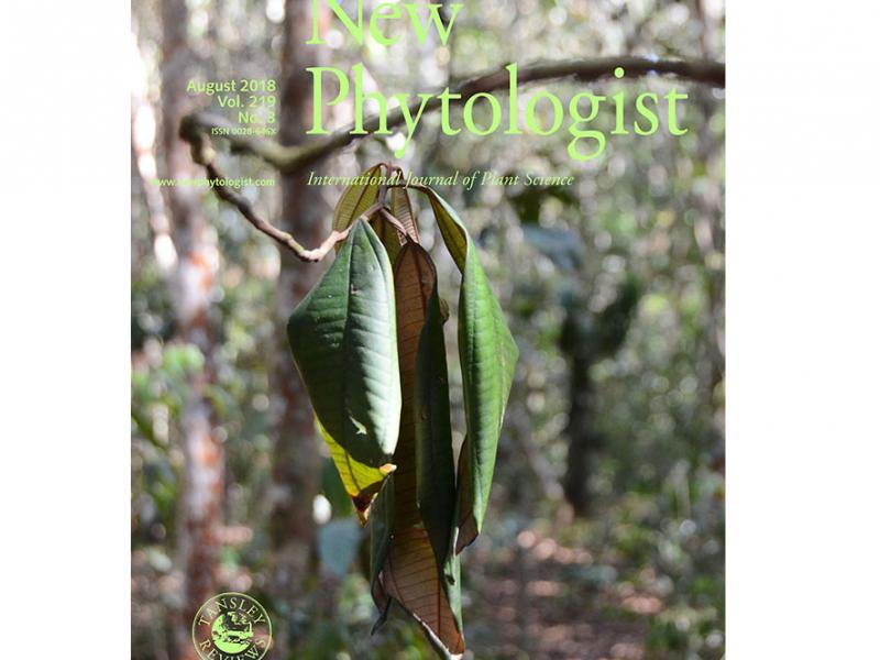 McDowell_NewPhytologistcover_600px