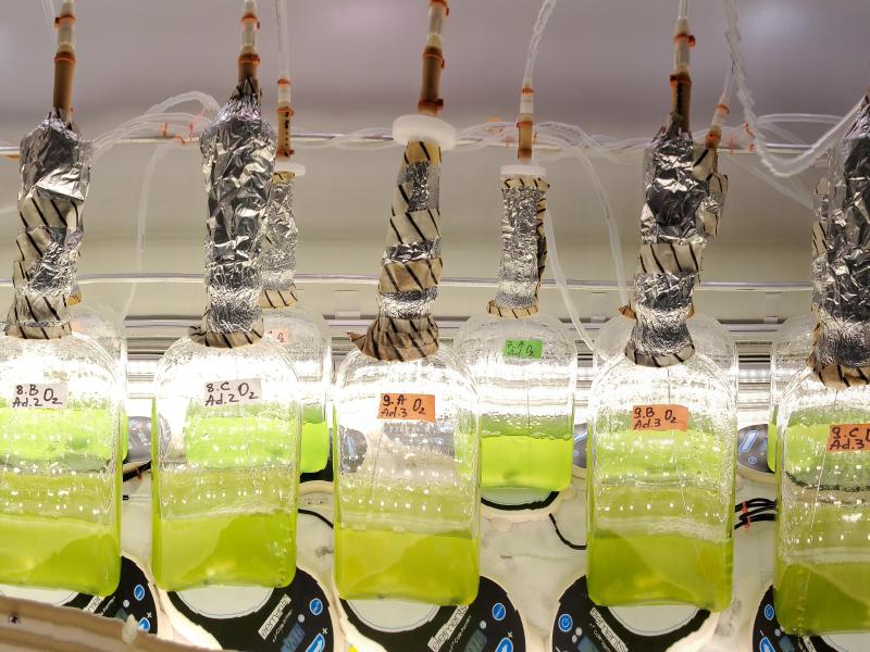 Culture of a freshwater bacterium called Synechococcus elongatus PCC 7942 (displayed as a green liquid in glass bottles) are subjected to light changes over periods of time.