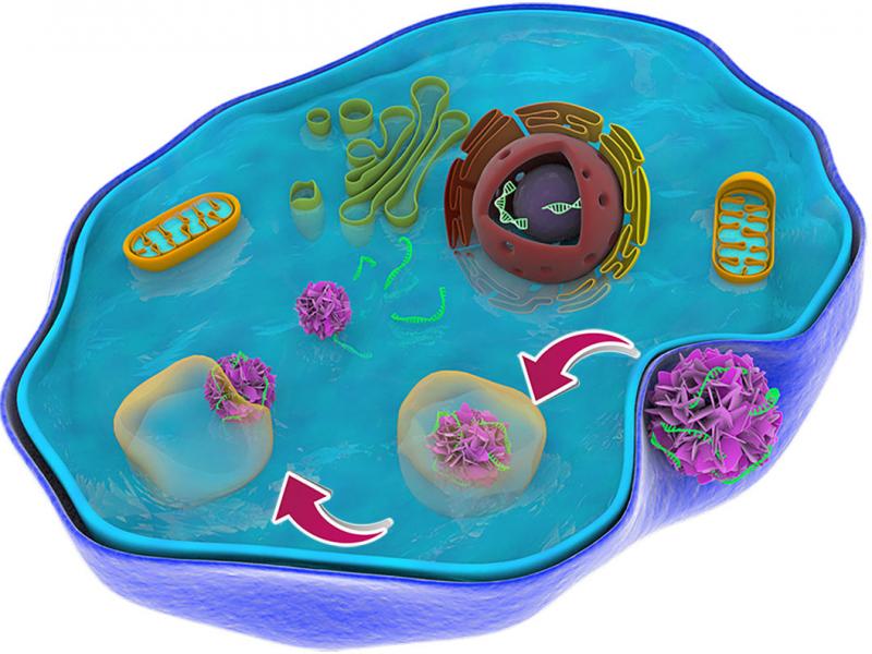 Schematic representation of the movement of the flower‑like particle as it makes its way through a cellular trap to deliver therapeutic genes.