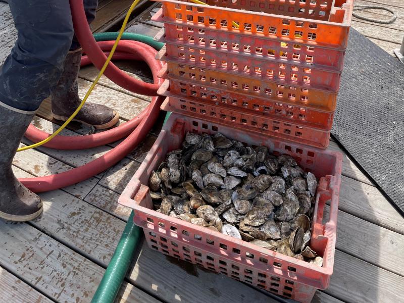 bins of oysters sorted and being rinsed with a water hose