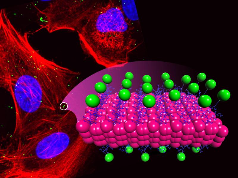 Peptoid-based fluorescent crystalline 2D membranes 