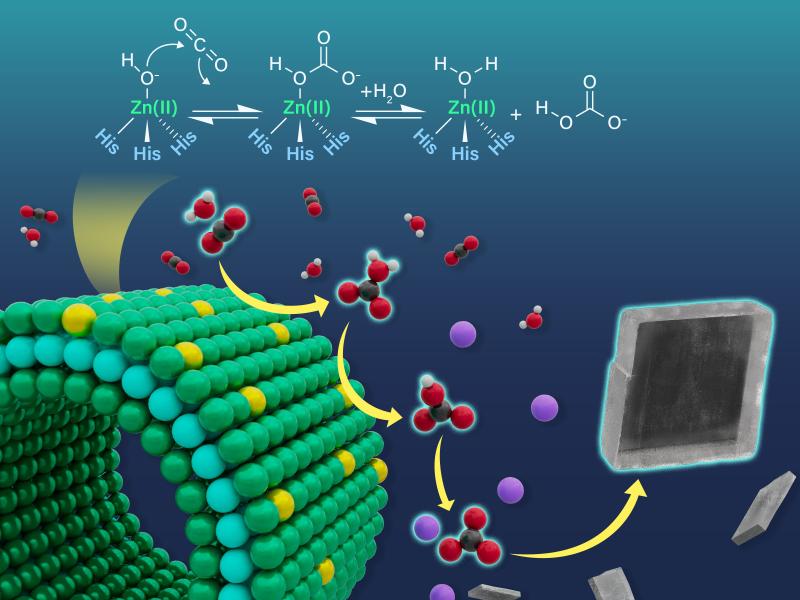 Figure showing peptoid structure and reaction process for carbon dioxide conversion