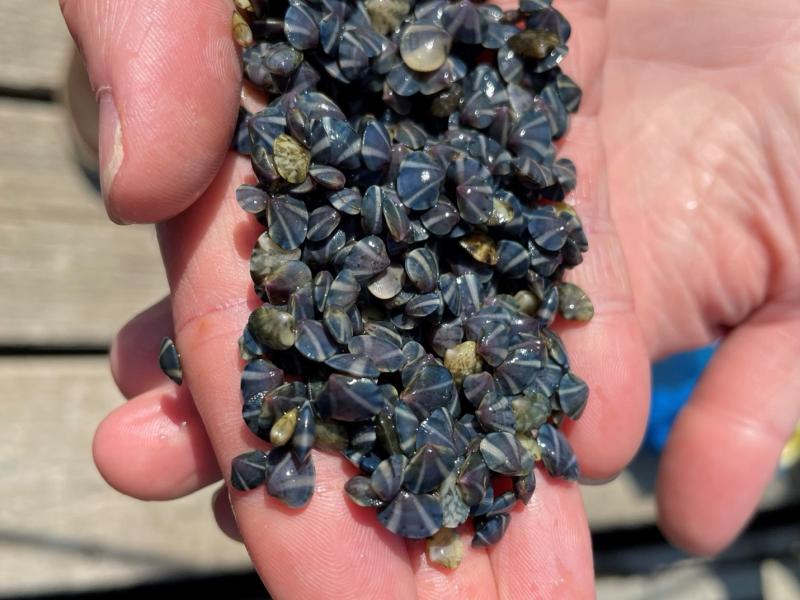 hundreds of clam seed or baby clams on a human hand