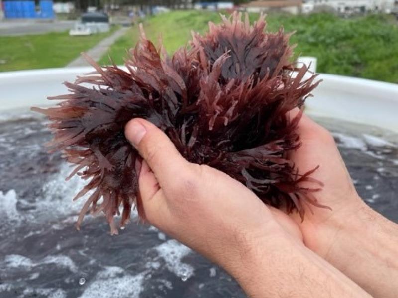 dulse, a red seaweed, held in human hands over the water tank it is grown in at Hog Island Oyster Company