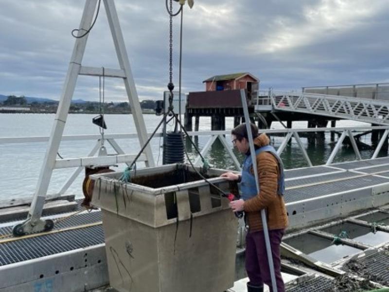 researcher looking into bin of oysters at oyster nursery
