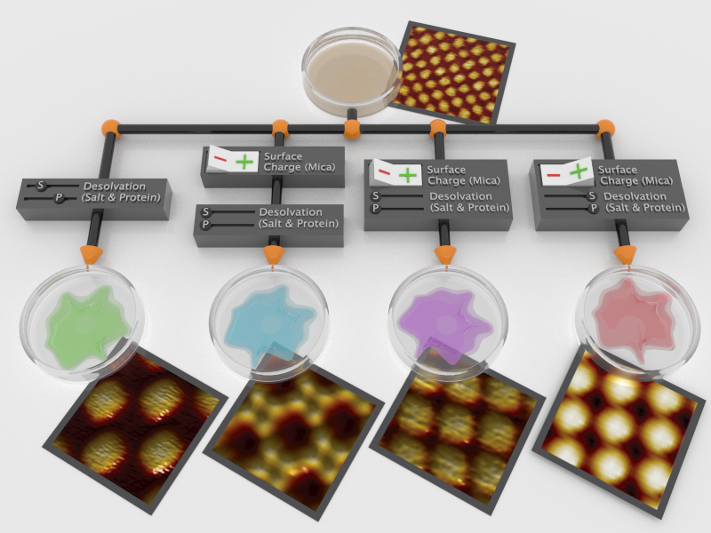 Set of switches showing different conditions used to assemble proteins