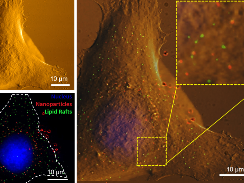 Image of a cell with fluorescent dots to show nanoparticles