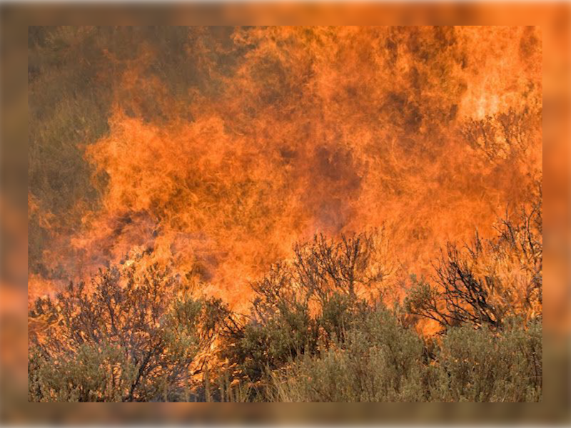 Bright orange flames that make up a raging wildfire