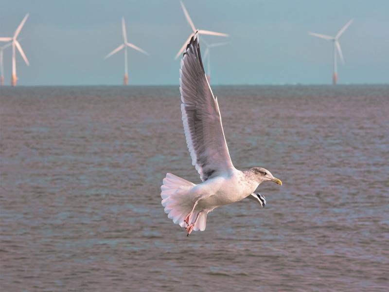 A seagull flying over the ocean, with wind turbines in the background on the horizon