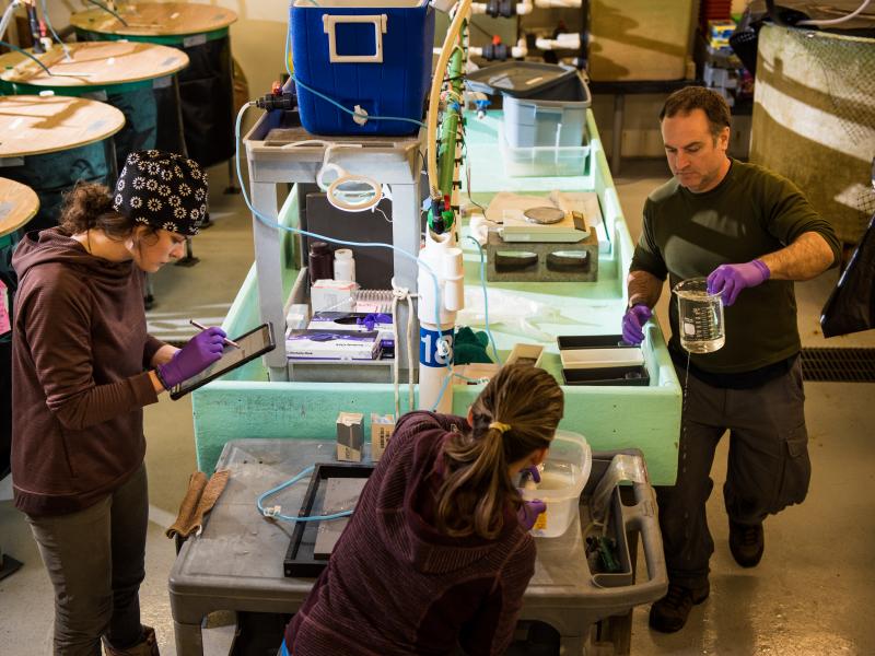 Researchers at the Marine and Coastal Research Laboratory
