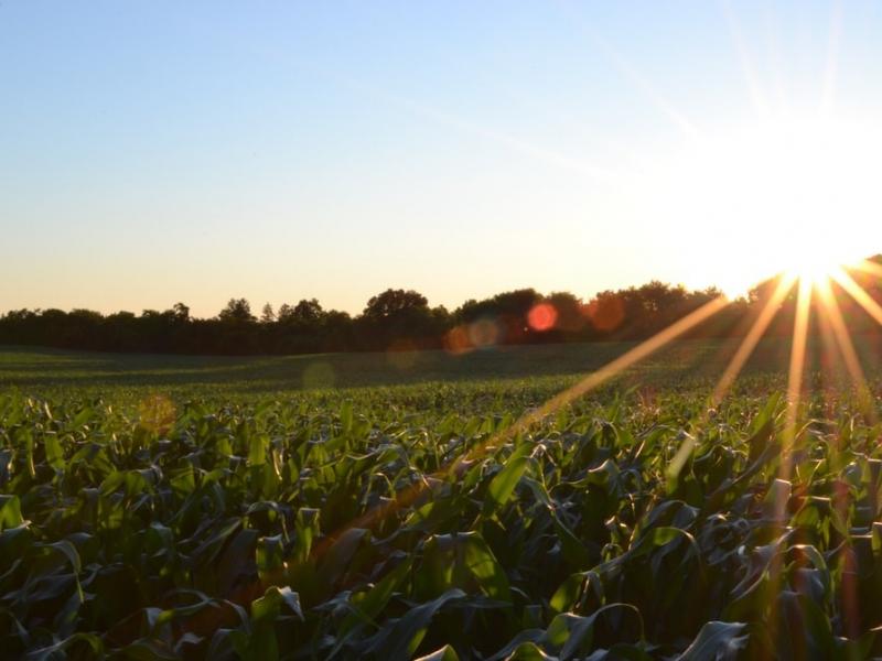 Bright sun over a field of green crops