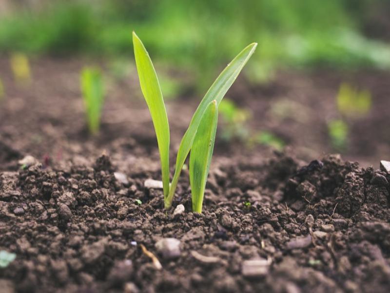 Photo of plant in soil