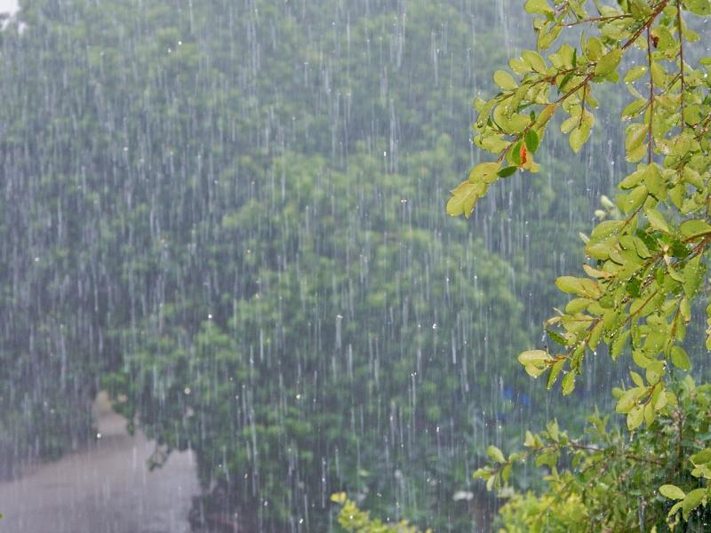Heavy rain over a tropical forest