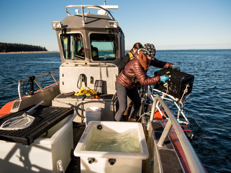 Researchers drop fish in a cage into Sequim Bay