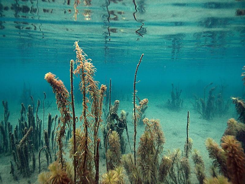 underwater photo of a shallow lakebed with algae 