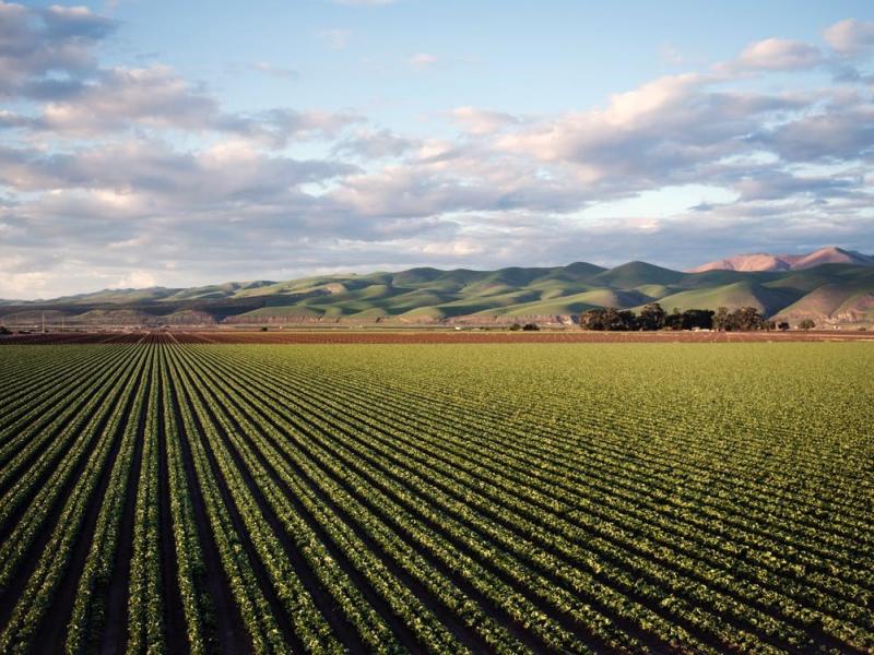 Rows of crops below a cloudy blue sky