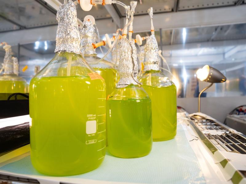 Bohutskyi investigates how dynamic environmental conditions and rhythmic cycles affect photosynthetic microbes. Through predictive phenomics—studying how these organisms produce chemicals and foods like sugars