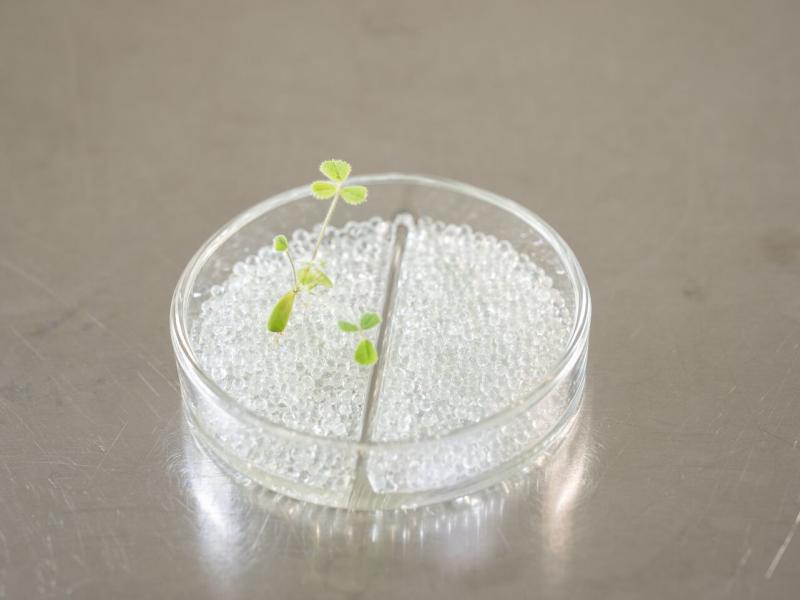 Researchers are using compartmented dishes with glass beads to inoculate a plant