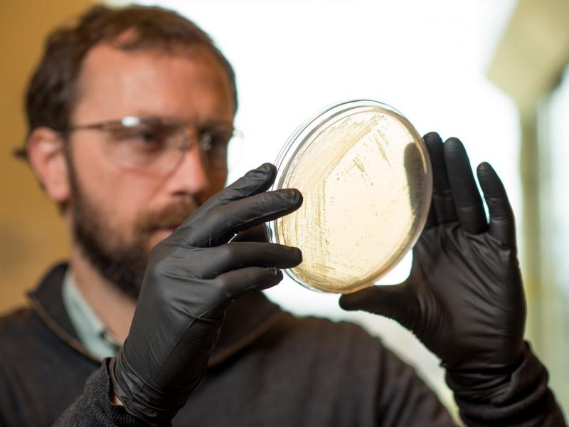 a researcher looks at a plate of bacteria for synthetic biology research