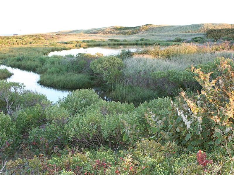 coastal wetland in the northeastern united states