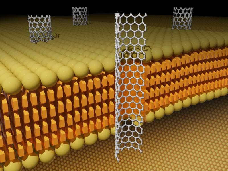 Illustration showing carbon nanotube fragments embedded in a membrane.
