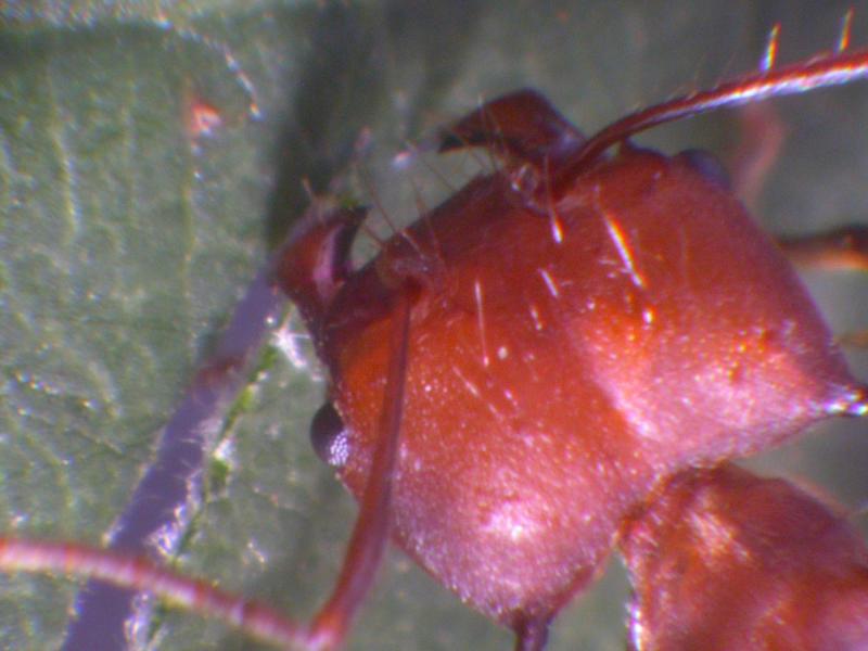 Ant mandibles