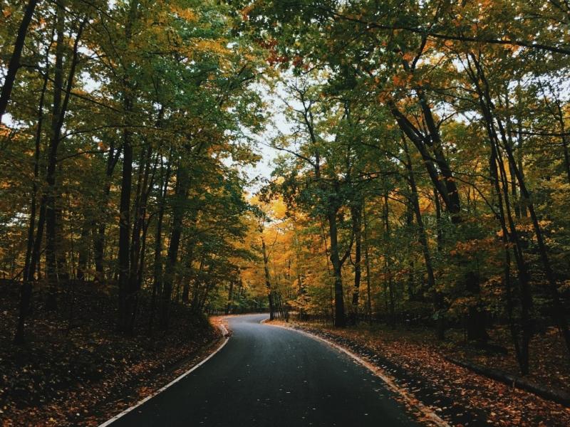 road through a forest with leafy trees on either side