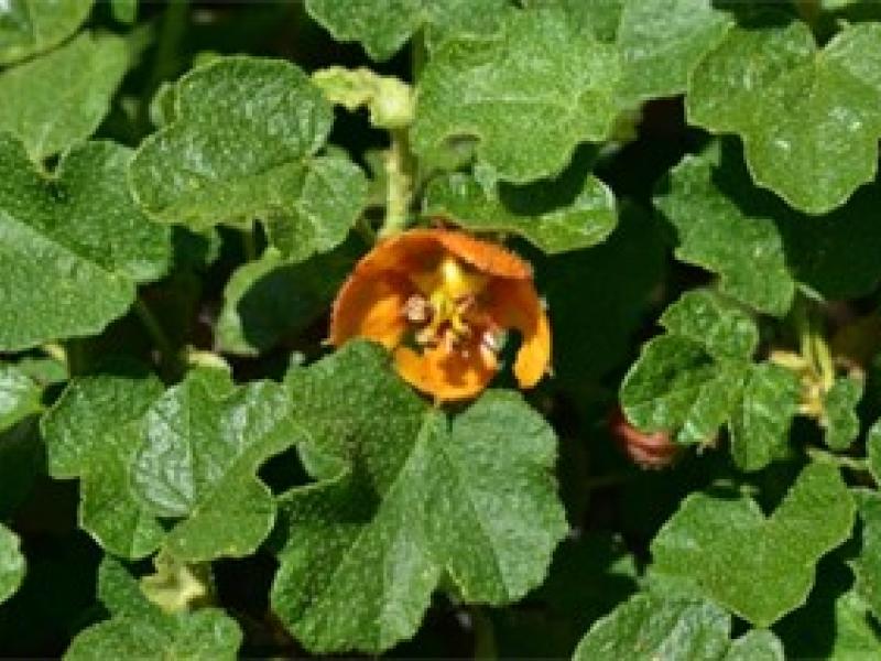el dorado bedstraw