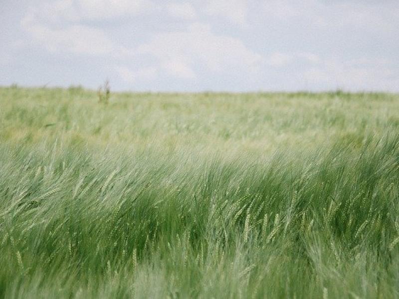 field of grain on open plains