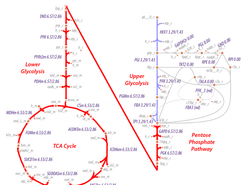 The TCA cycle.
