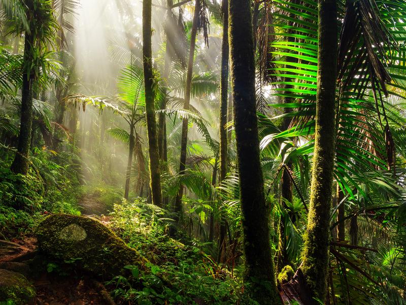 forest1