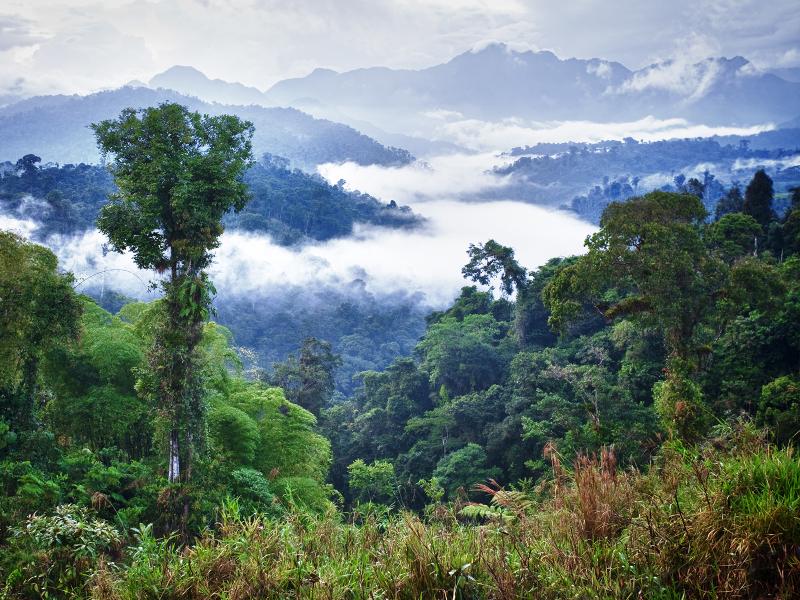 forest2