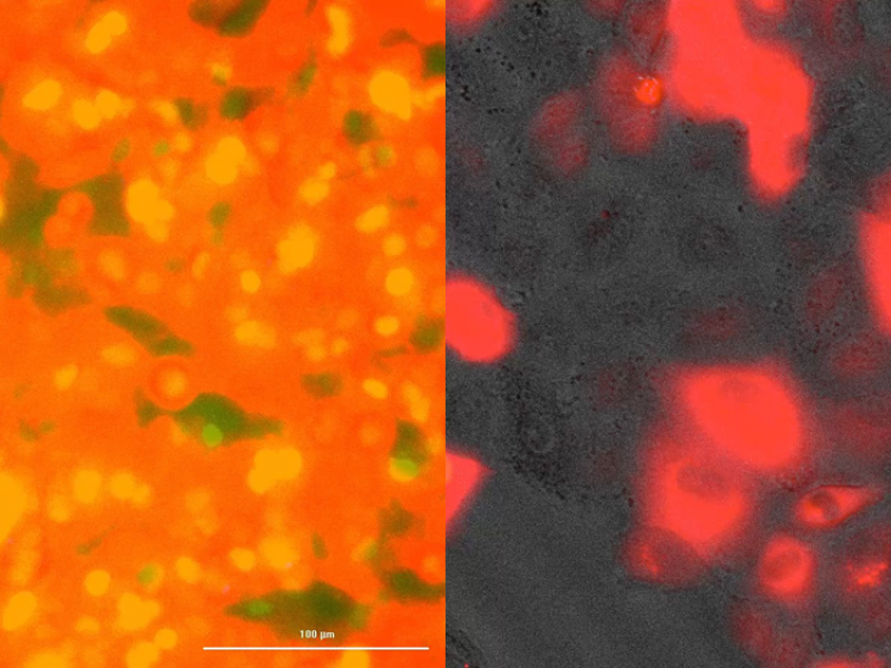 In OminScreen, the cells light up if a pathogen is present.