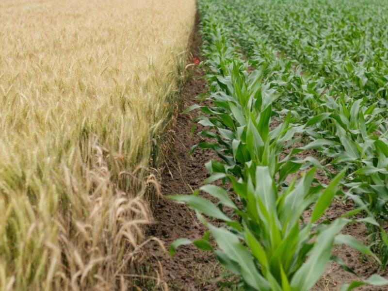 Wheat and corn crops growing