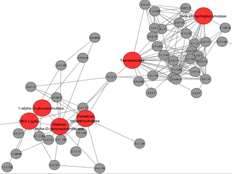 Network Model