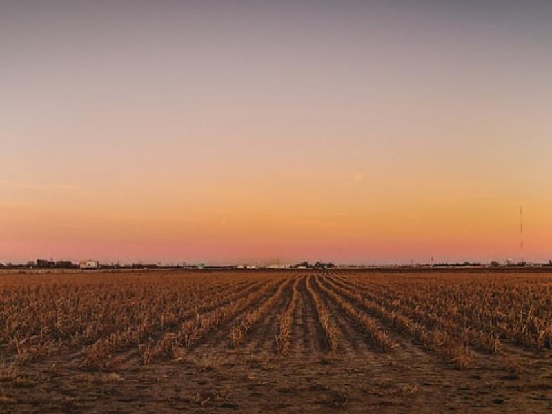 crop field with orange sky
