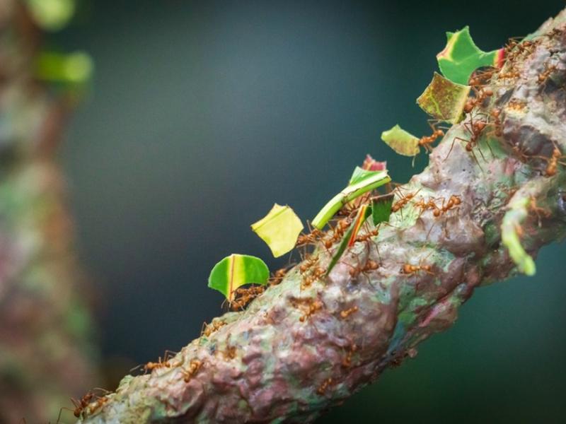 leafcutter ant on branch 