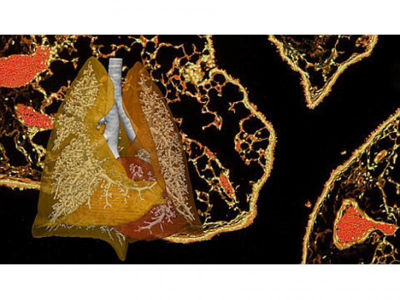 lungtissue