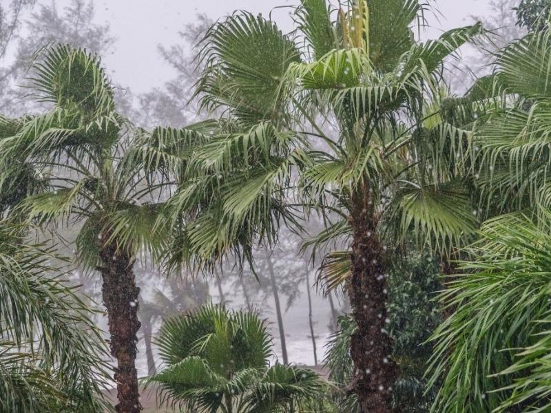 palm trees in a storm