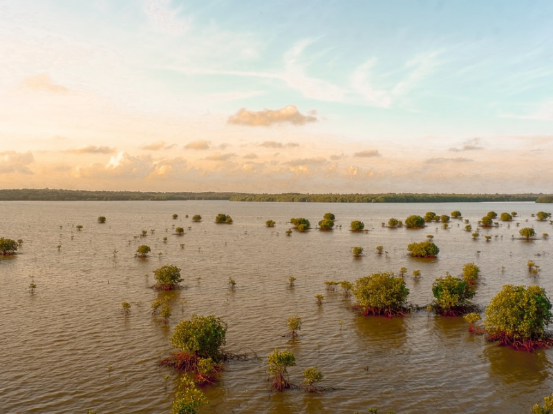 Photo of a vast expanse covered in low-level water and shrubs