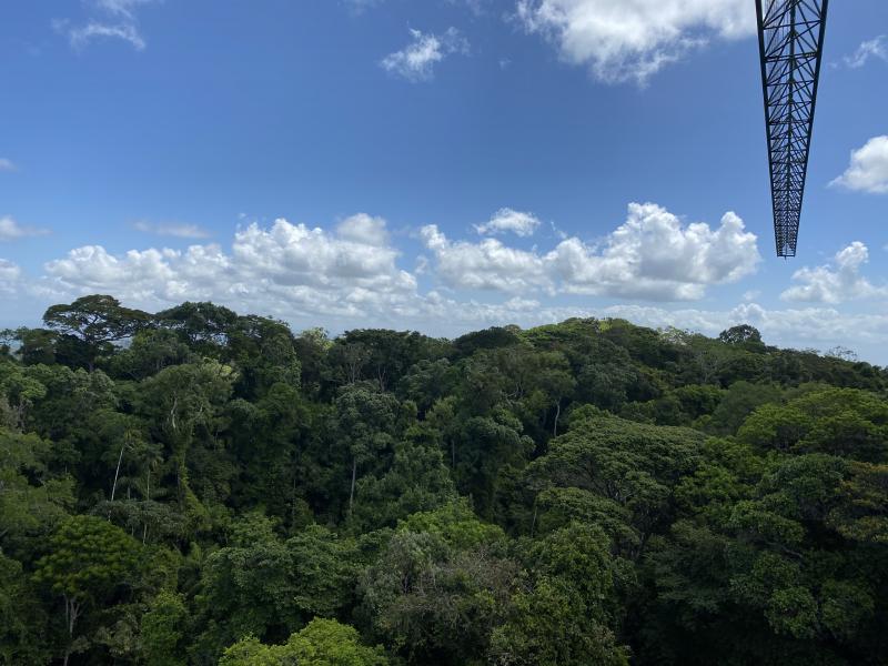 Photograph of the tops of trees in a lush rainforest with blue sky above them