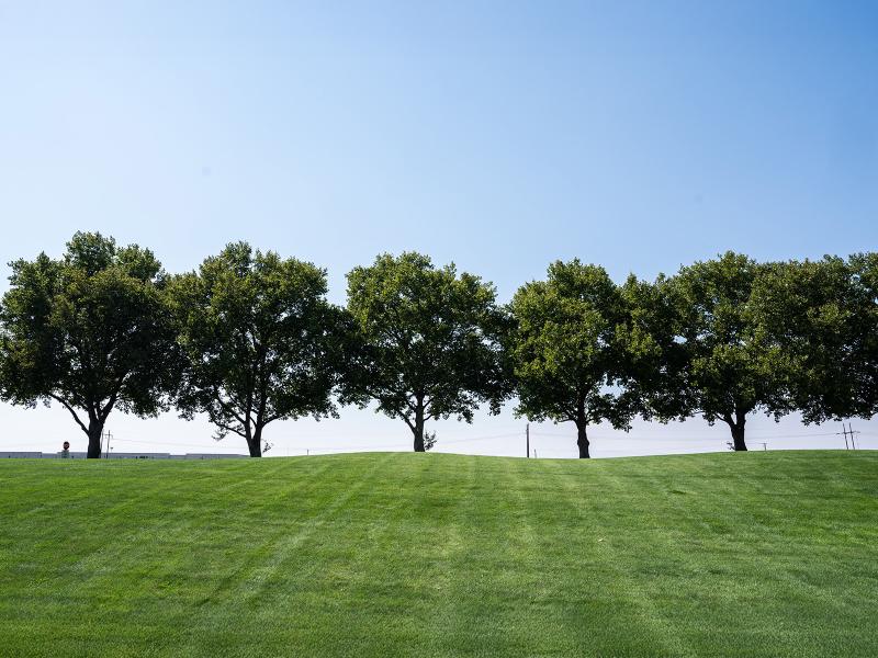 a line of leafy rounded trees against a clear blue sky with a grassy field in the foreground