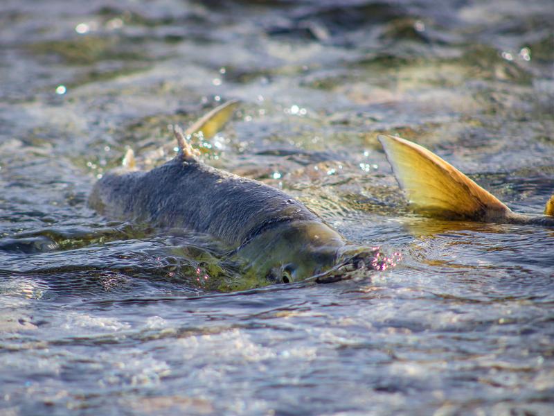 Salmon spawn within a shallow stretch of river, their fins protruding from the water's surface.